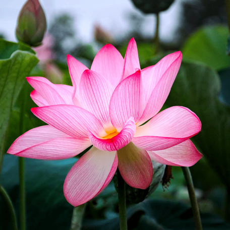 Силы Природы